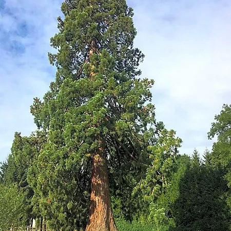 Le Manoir Du Ribardon Neuvy-au-Houlme